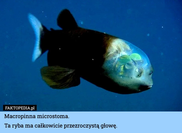 
    Macropinna microstoma.
Ta ryba ma całkowicie przezroczystą głowę.