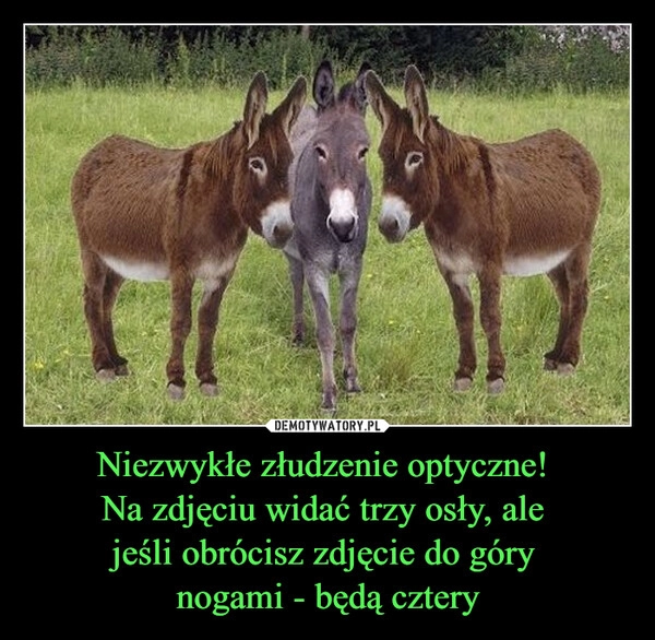 
    Niezwykłe złudzenie optyczne! 
Na zdjęciu widać trzy osły, ale 
jeśli obrócisz zdjęcie do góry 
nogami - będą cztery