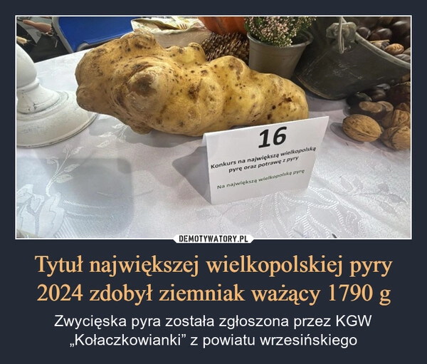 
    Tytuł największej wielkopolskiej pyry 2024 zdobył ziemniak ważący 1790 g