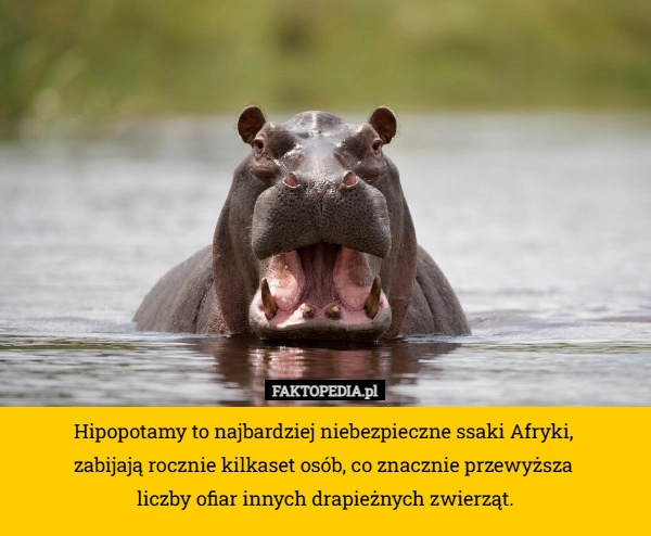 
    Hipopotamy to najbardziej niebezpieczne ssaki Afryki, 
zabijają rocznie