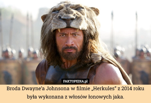 
    Broda Dwayne’a Johnsona w filmie „Herkules” z 2014 roku była wykonana z