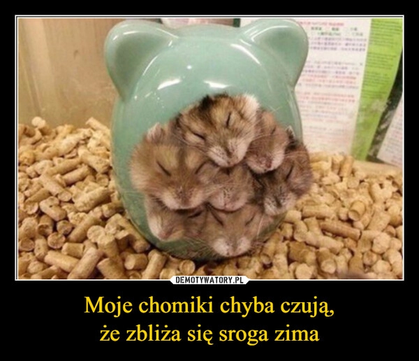 
    Moje chomiki chyba czują,
że zbliża się sroga zima