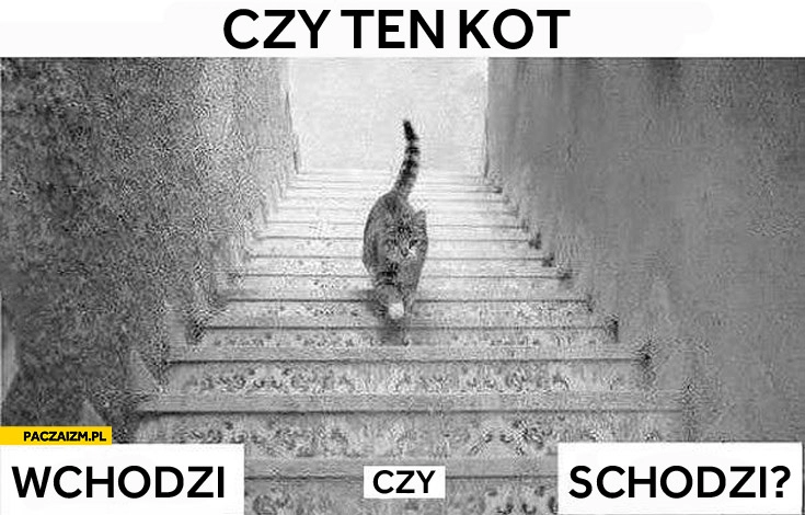 
    Czy ten kot wchodzi czy schodzi po schodach? W którą stronę idzie górę dół