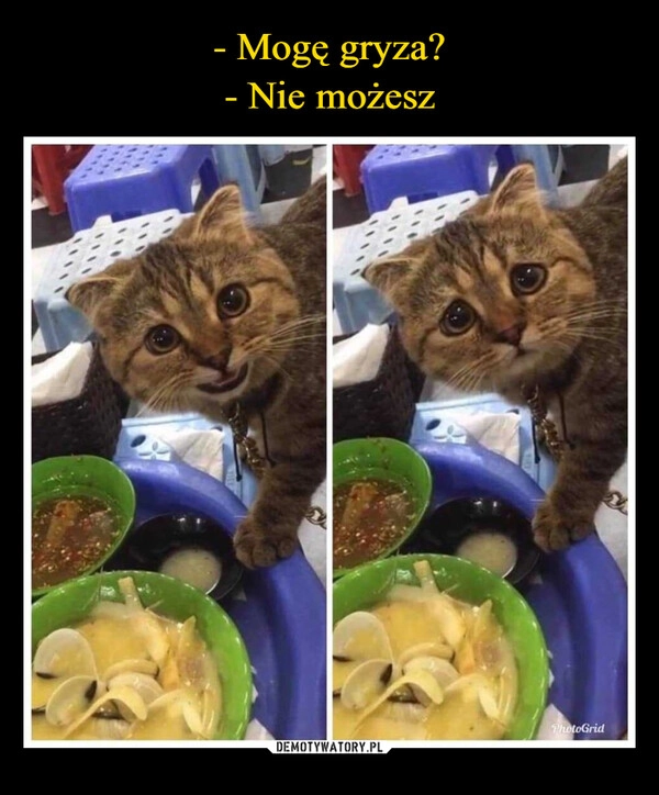 
    - Mogę gryza?
- Nie możesz