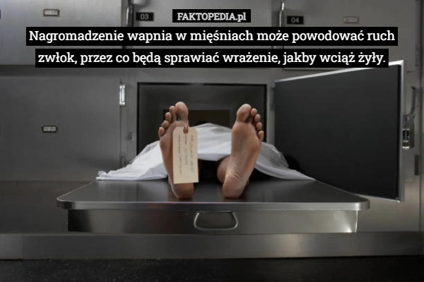 
    Nagromadzenie wapnia w mięśniach może powodować ruch zwłok, przez co będą