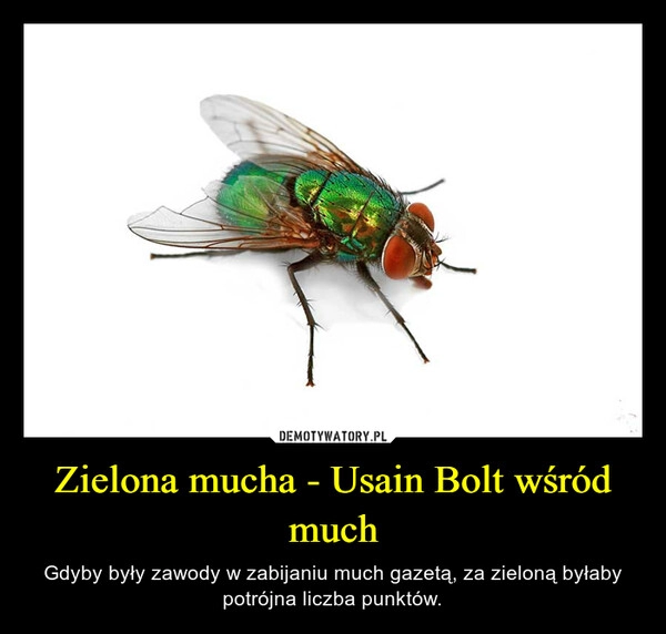 
    Zielona mucha - Usain Bolt wśród much