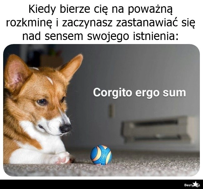 
    Corgito ergo sum 