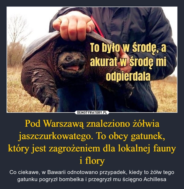 
    Pod Warszawą znaleziono żółwia jaszczurkowatego. To obcy gatunek, który jest zagrożeniem dla lokalnej fauny i flory