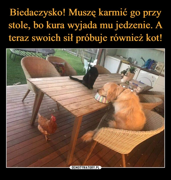 
    Biedaczysko! Muszę karmić go przy stole, bo kura wyjada mu jedzenie. A teraz swoich sił próbuje również kot! 