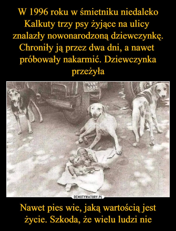 
    W 1996 roku w śmietniku niedaleko Kalkuty trzy psy żyjące na ulicy  znalazły nowonarodzoną dziewczynkę. Chroniły ją przez dwa dni, a nawet  próbowały nakarmić. Dziewczynka przeżyła Nawet pies wie, jaką wartością jest życie. Szkoda, że wielu ludzi nie