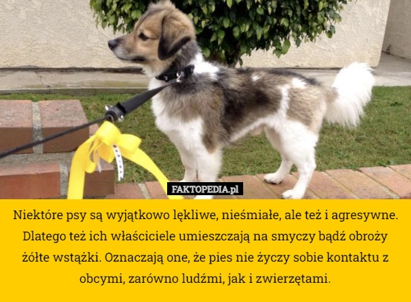 
    Niektóre psy są wyjątkowo lękliwe, nieśmiałe, ale też i agresywne. Dlatego