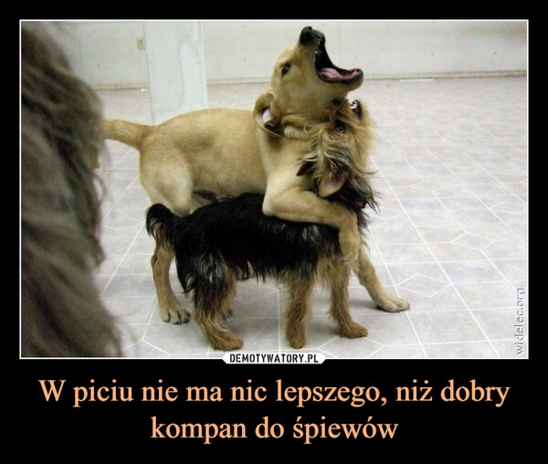 
    W piciu nie ma nic lepszego, niż dobry kompan do śpiewów