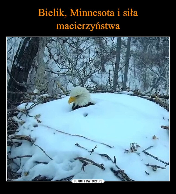 
    Bielik, Minnesota i siła macierzyństwa