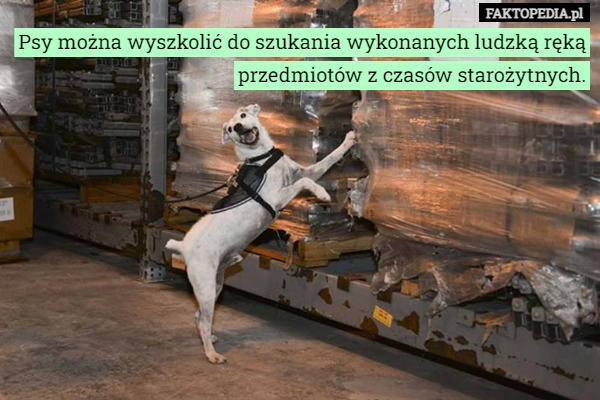 
    Psy można wyszkolić do szukania wykonanych ludzką ręką przedmiotów z czasów