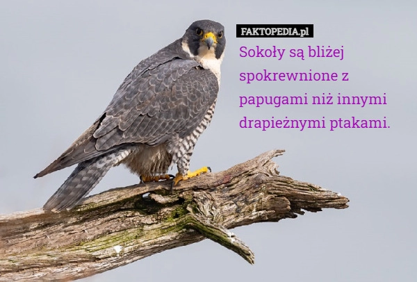 
    Sokoły są bliżej spokrewnione z papugami niż innymi drapieżnymi ptakami.