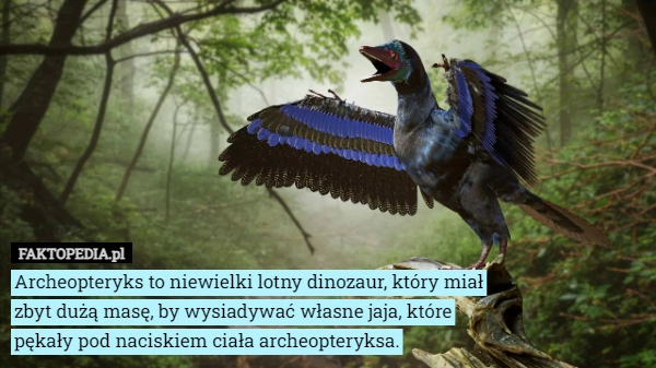 
    Archeopteryks to niewielki lotny dinozaur, który miał zbyt dużą masę, by