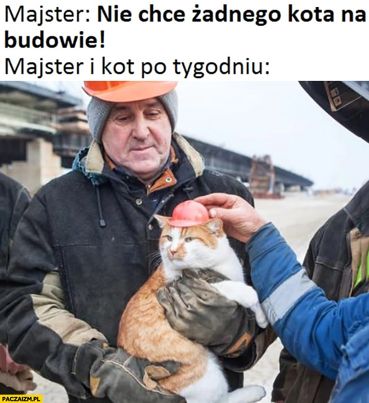 
    Majster nie chcę żadnego kota na budowie majster i kot po tygodniu