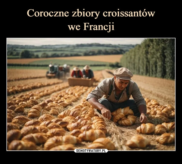 
    Coroczne zbiory croissantów
we Francji