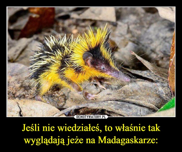 
    Jeśli nie wiedziałeś, to właśnie tak wyglądają jeże na Madagaskarze: