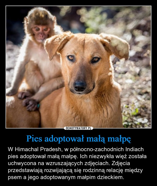 
    Pies adoptował małą małpę