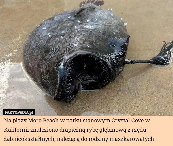 
    Na plaży Moro Beach w parku stanowym Crystal Cove w Kalifornii znaleziono