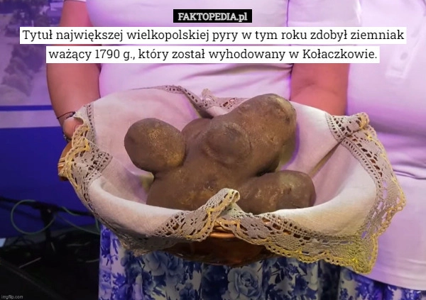 
    Tytuł największej wielkopolskiej pyry w tym roku zdobył ziemniak ważący