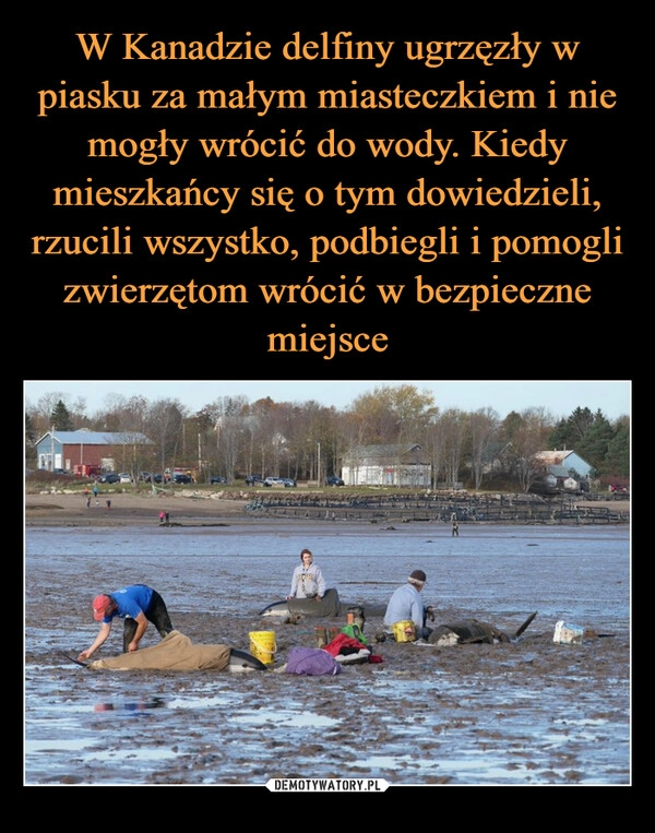 
    
W Kanadzie delfiny ugrzęzły w piasku za małym miasteczkiem i nie mogły wrócić do wody. Kiedy mieszkańcy się o tym dowiedzieli, rzucili wszystko, podbiegli i pomogli zwierzętom wrócić w bezpieczne miejsce 