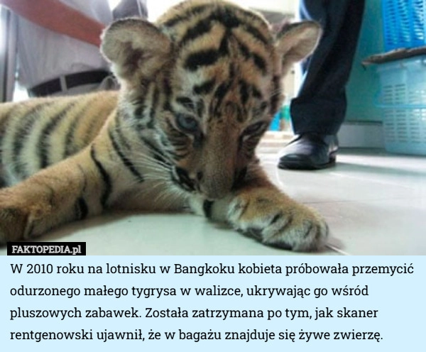 
    W 2010 roku na lotnisku w Bangkoku kobieta próbowała przemycić odurzonego...
