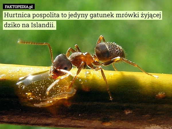 
    Hurtnica pospolita to jedyny gatunek mrówki żyjącej dziko na Islandii.