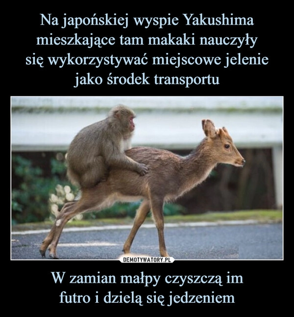 
    Na japońskiej wyspie Yakushima mieszkające tam makaki nauczyły
się wykorzystywać miejscowe jelenie jako środek transportu W zamian małpy czyszczą im
futro i dzielą się jedzeniem