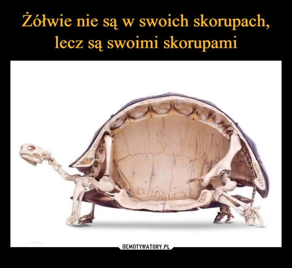 
    
Żółwie nie są w swoich skorupach, lecz są swoimi skorupami 