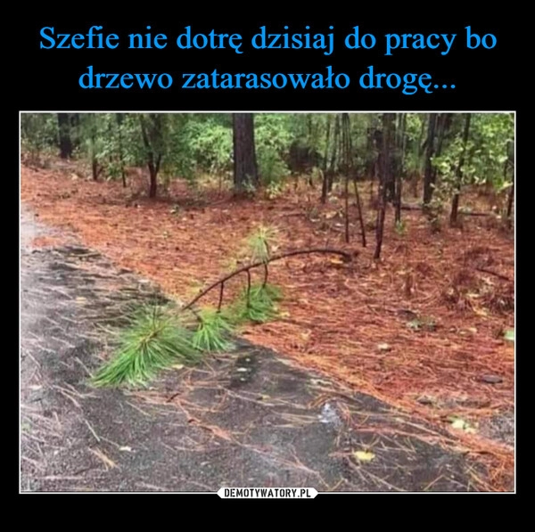 
    Szefie nie dotrę dzisiaj do pracy bo drzewo zatarasowało drogę...