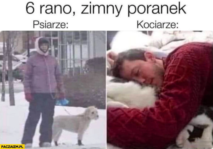 
    6 rano psiarze vs kociarze porównanie