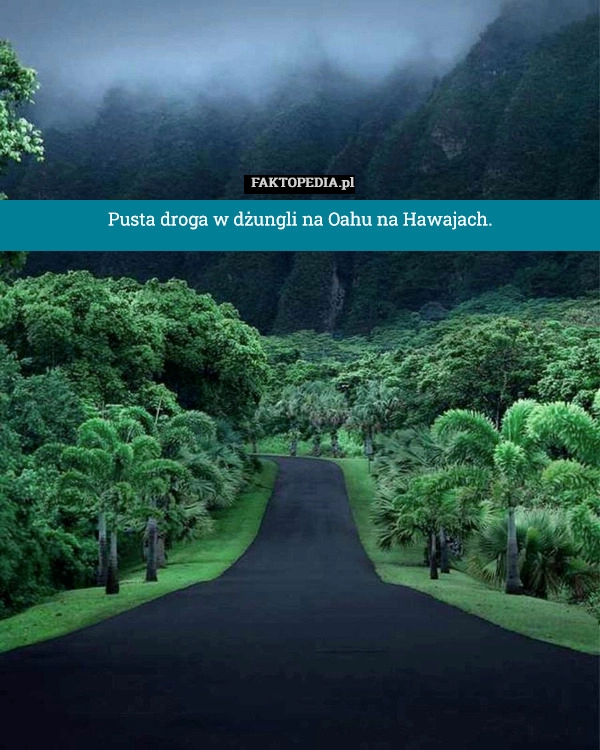 
    Pusta droga w dżungli na Oahu na Hawajach.