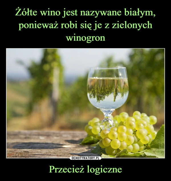 
    Żółte wino jest nazywane białym, ponieważ robi się je z zielonych winogron Przecież logiczne