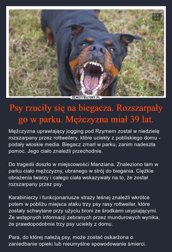 
    Psy rzuciły się na biegacza. Rozszarpały go w parku. Mężczyzna miał 39 lat.