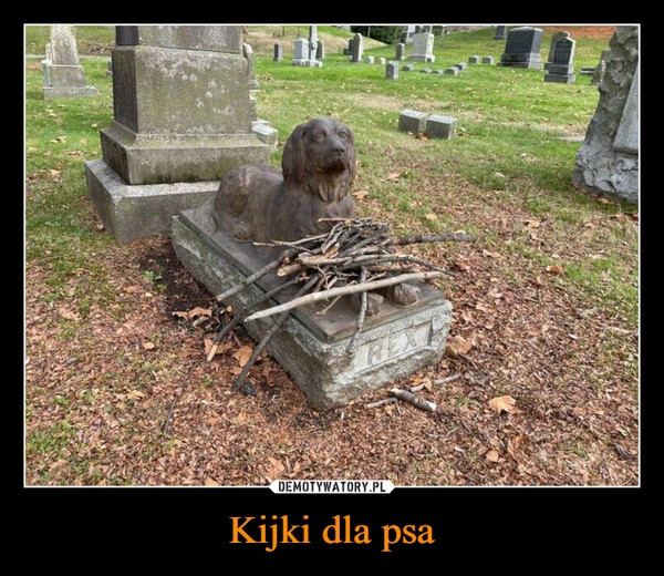 
    Kijki dla psa