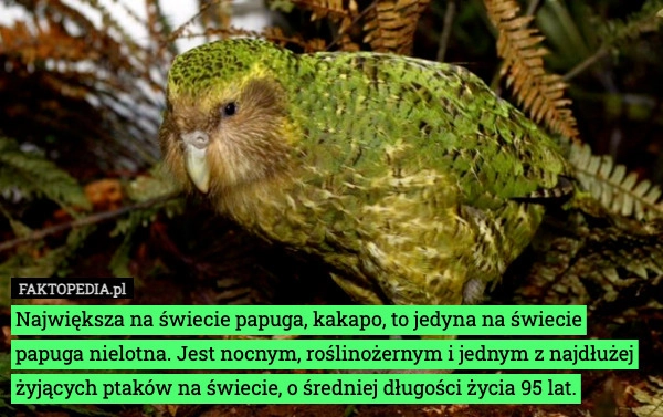 
    Największa na świecie papuga, kakapo, to jedyna na świecie papuga nielotna.