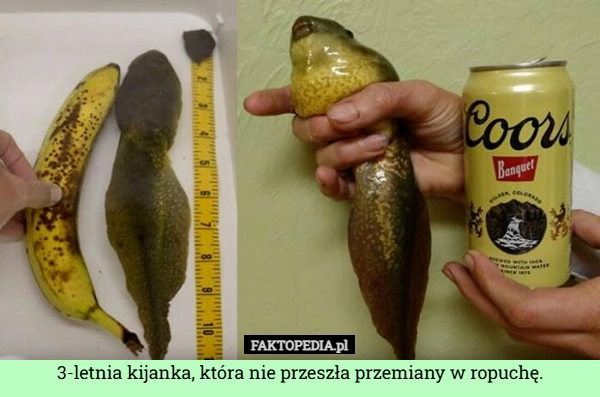 
    3-letnia kijanka, która nie przeszła przemiany w ropuchę.