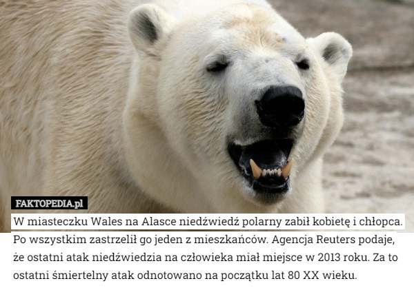 
    W miasteczku Wales na Alasce niedźwiedź polarny zabił kobietę i chłopca.