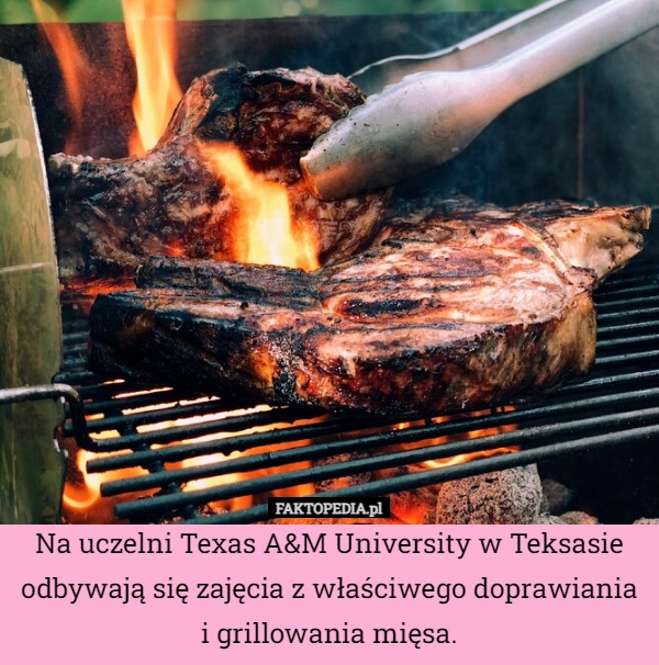 
    Na uczelni Texas A&M University w Teksasie odbywają się zajęcia z właściwego