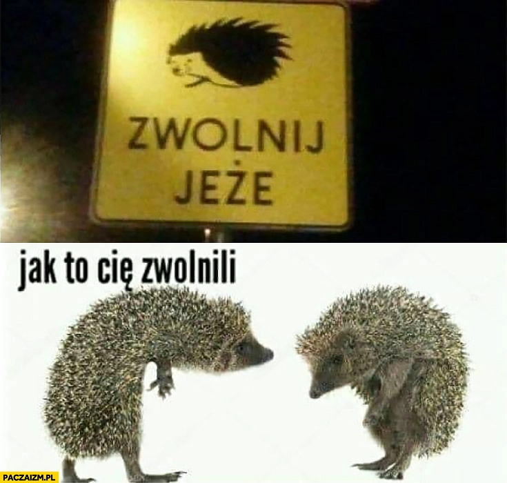 
    Zwolnij jeże jak to Cię zwolnili jeż