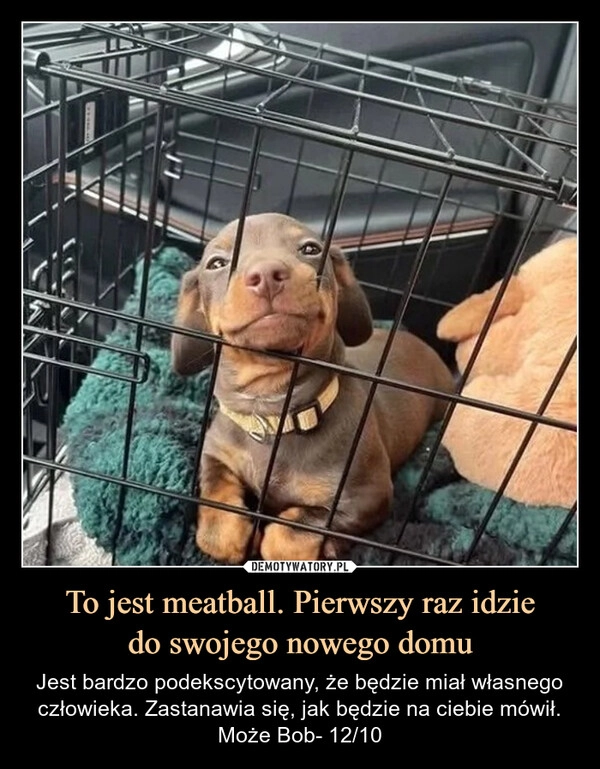 
    To jest meatball. Pierwszy raz idzie
do swojego nowego domu