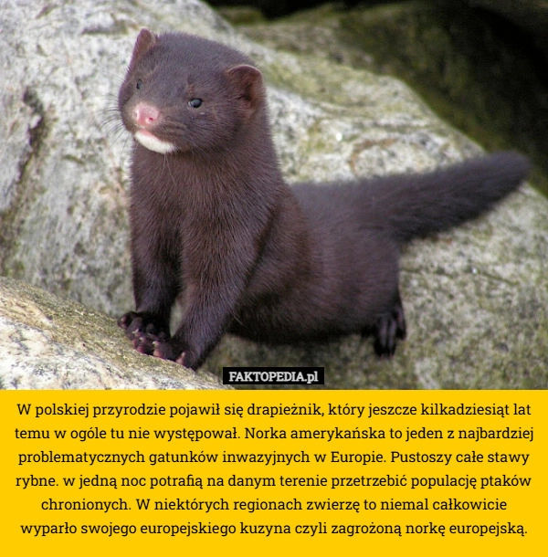 
     W polskiej przyrodzie pojawił się drapieżnik, który jeszcze kilkadziesiąt