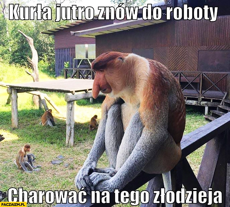 
    Kurła jutro znów do roboty harować na tego złodzieja typowy Polak nosacz małpa