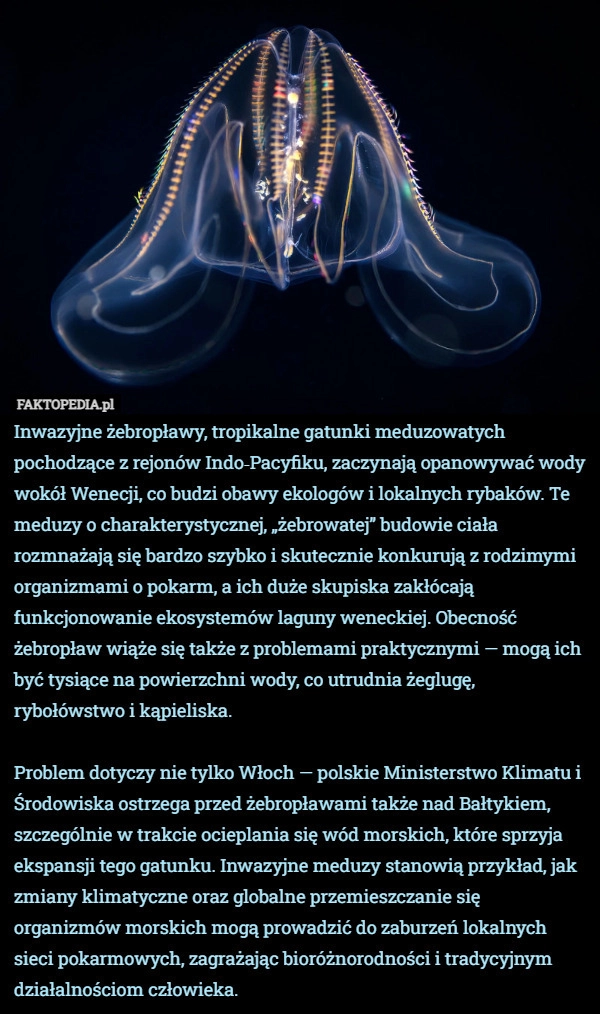 
    Inwazyjne żebropławy, tropikalne gatunki meduzowatych pochodzące z rejonów