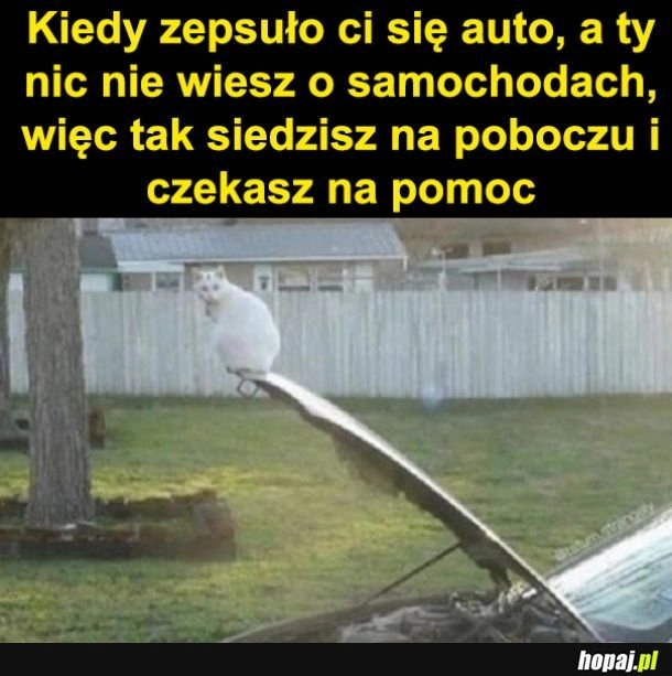 
    Poczekam