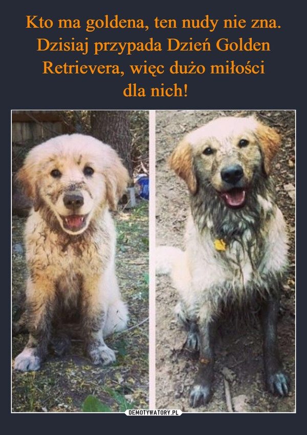 
    Kto ma goldena, ten nudy nie zna. Dzisiaj przypada Dzień Golden Retrievera, więc dużo miłości
 dla nich!