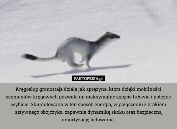 Kręgosłup gronostaja działa jak sprężyna, która dzięki mobilności segmentów