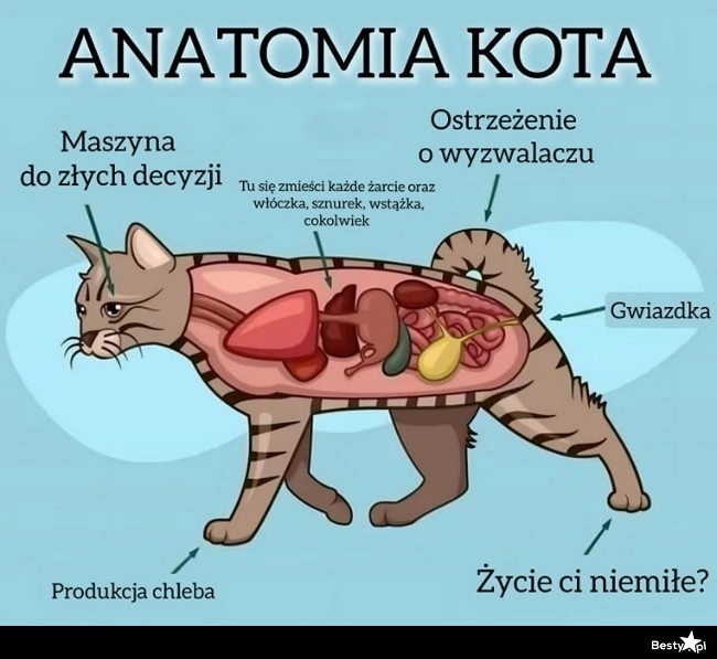 
    Anatomia kota 